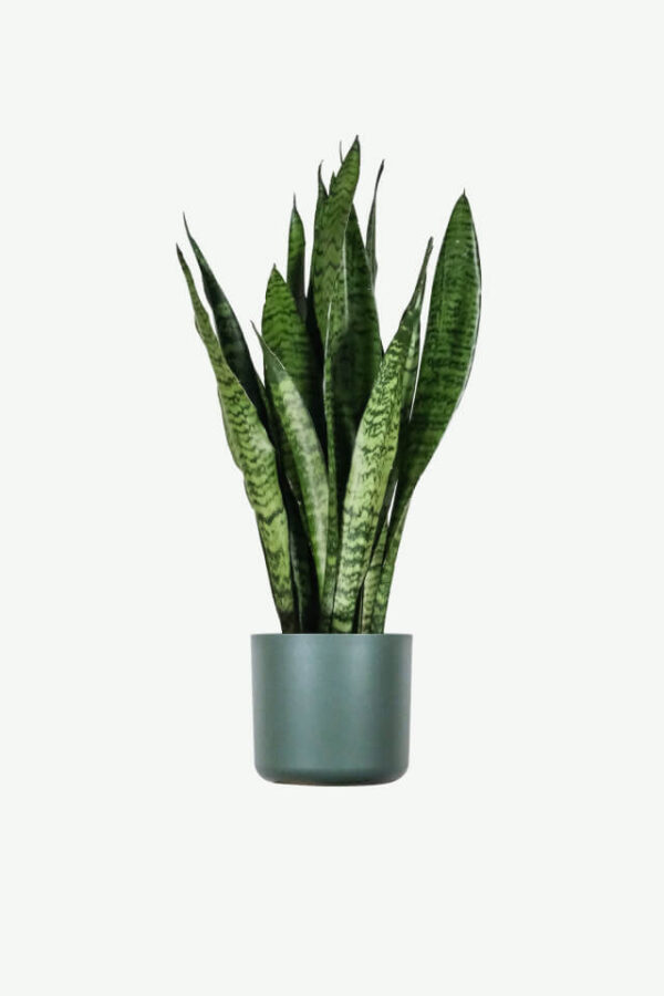 أكاف (Agave)