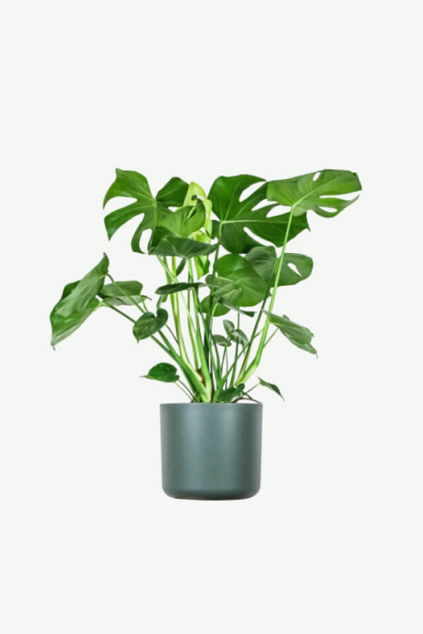 أرالیا (هولندي) - Variegated Aralia - Image 4