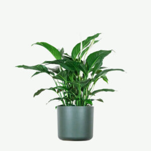 أرالیا (هولندي) - Variegated Aralia