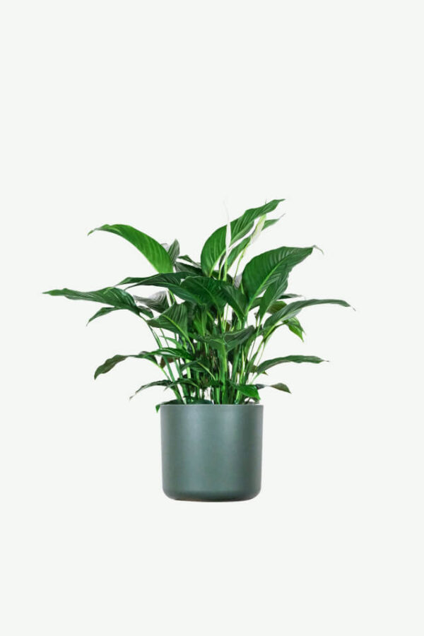 أرالیا (هولندي) - Variegated Aralia