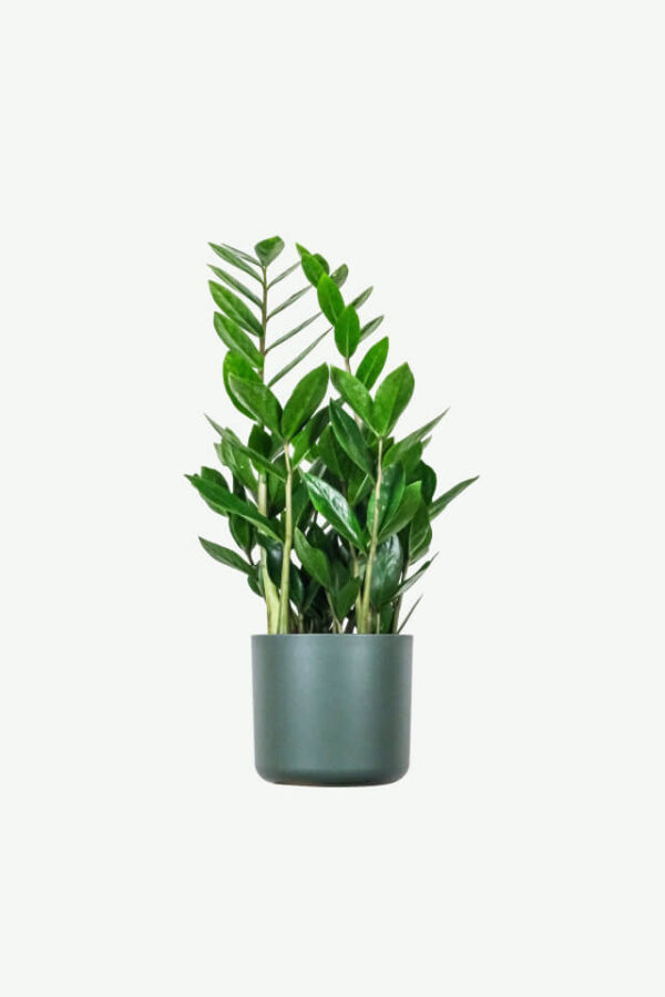 أرالیا (هولندي) - Variegated Aralia - Image 2