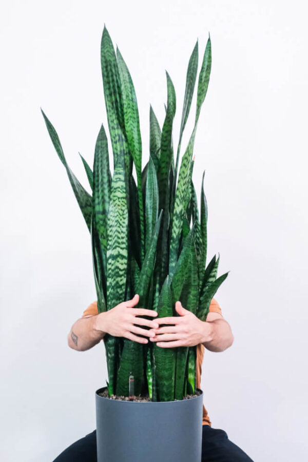 أكاف (Agave) - Image 2