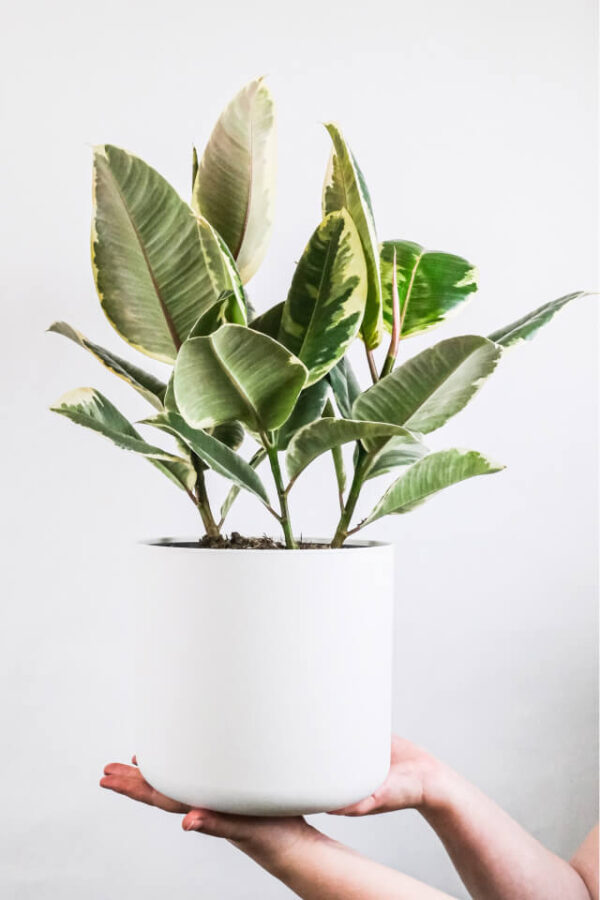 أرالیا الإيراني (Iranian Aralia) - Image 2