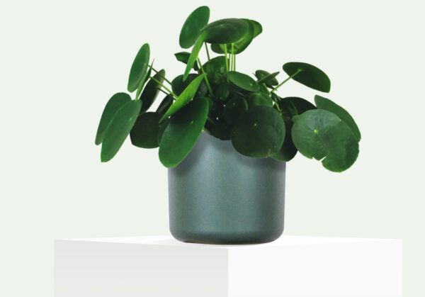 أرالیا الإيراني (Iranian Aralia) - Image 5