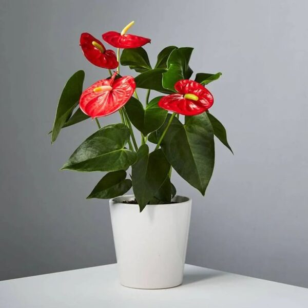 أزاليا (Azalea) - Image 4