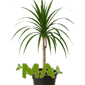 دراسينيا خيطي احادي