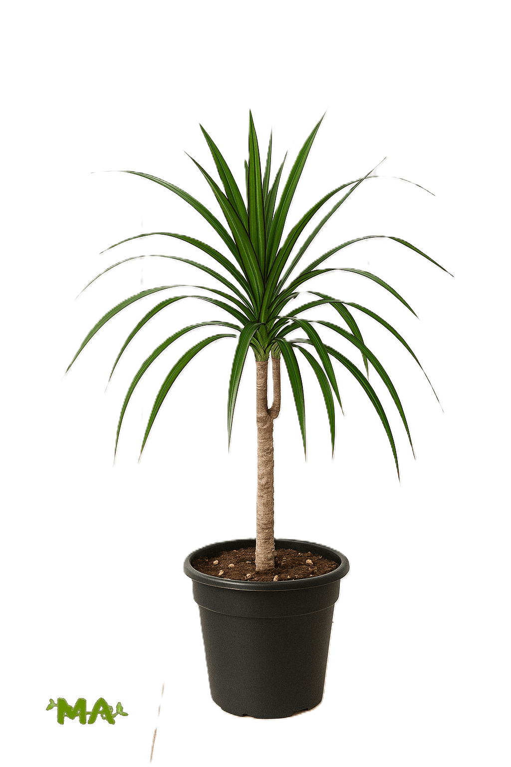 دراسينيا خيطي احادي