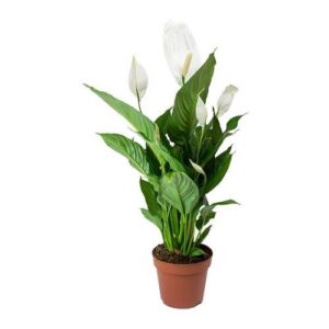 سباثي مطبّع (Variegated Peace Lily)