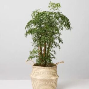 أرالیا صغيرة (Dwarf Aralia)