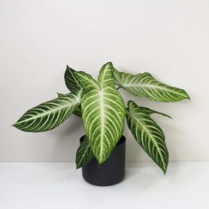 أرالیا الإيراني (Iranian Aralia)