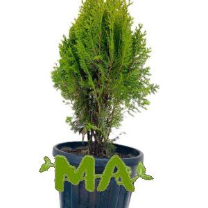 العفص