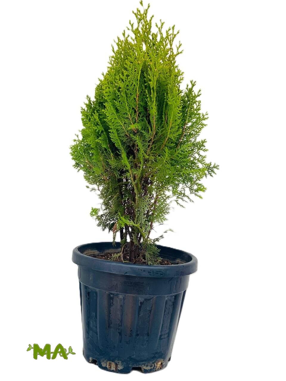 العفص