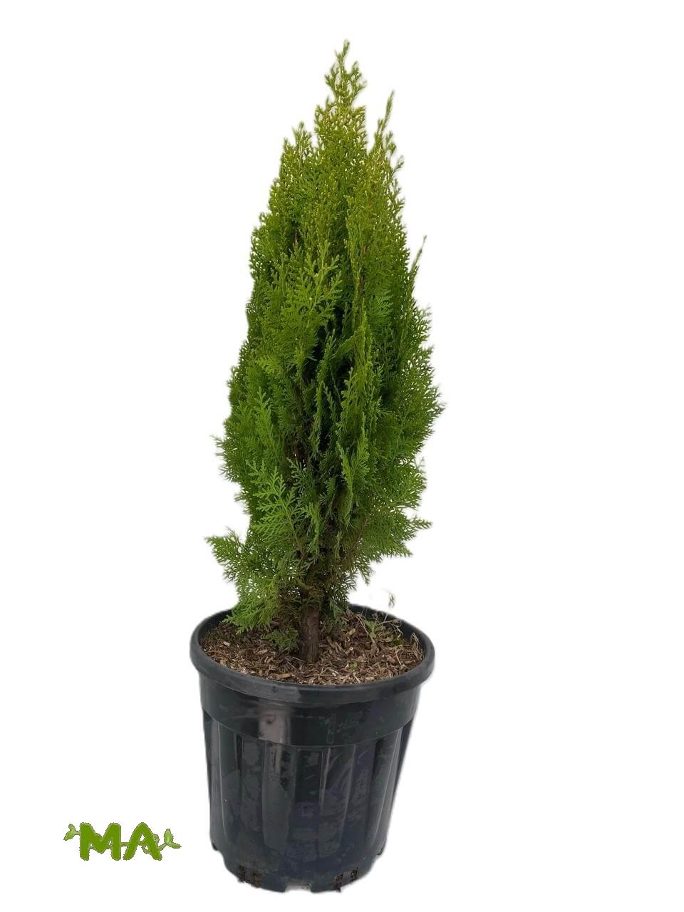 العفص - Image 2