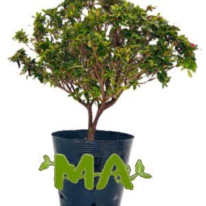 ازاليا كبير