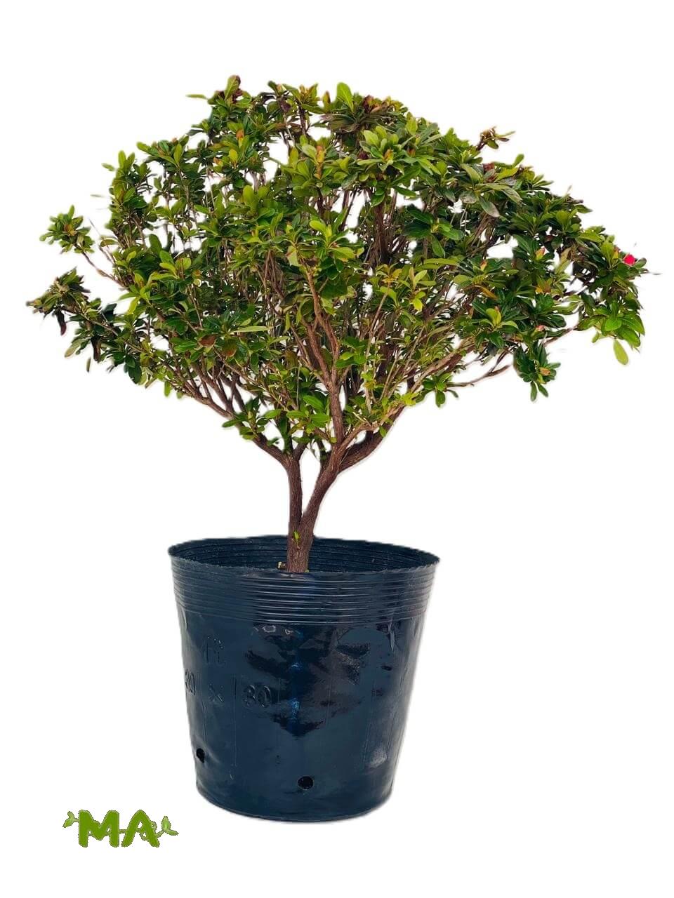 ازاليا كبير