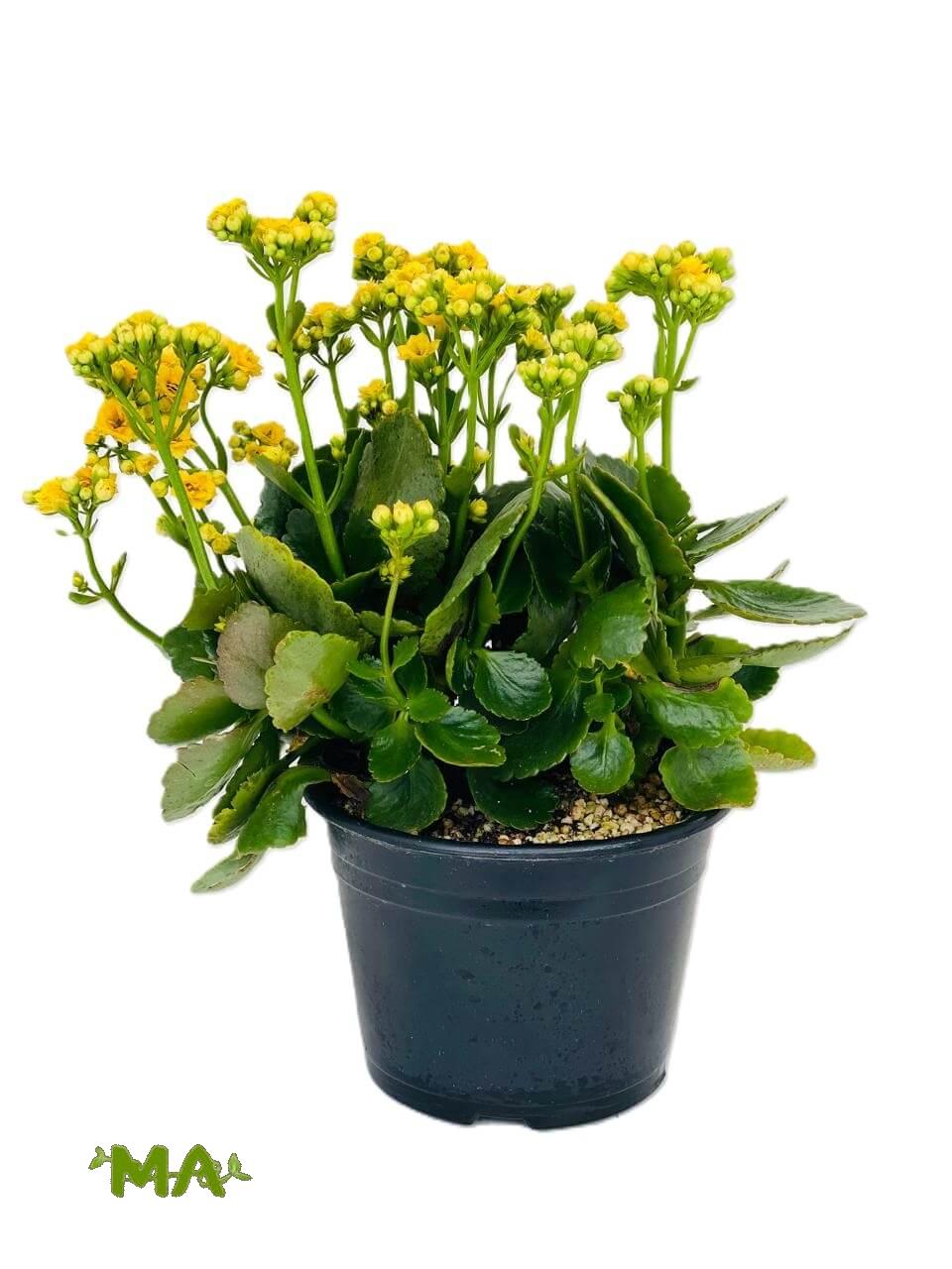 كلانشوا - Image 3