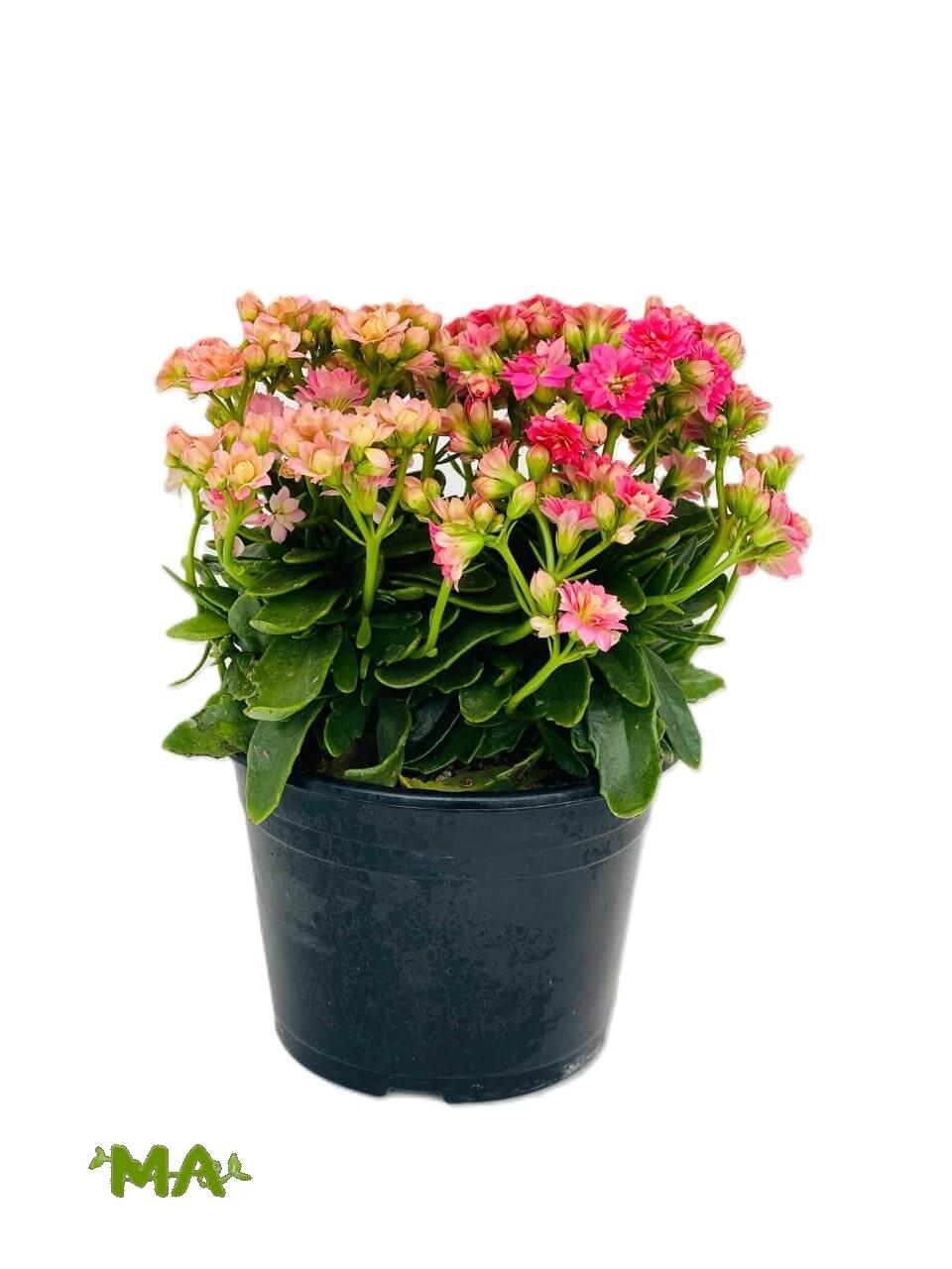 كلانشوا - Image 2