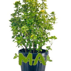 شمشار اصفر
