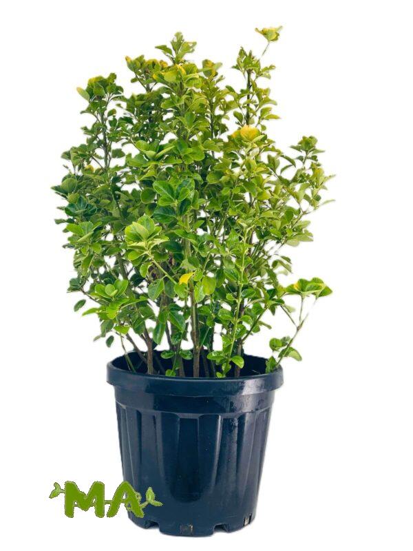 شمشار اصفر