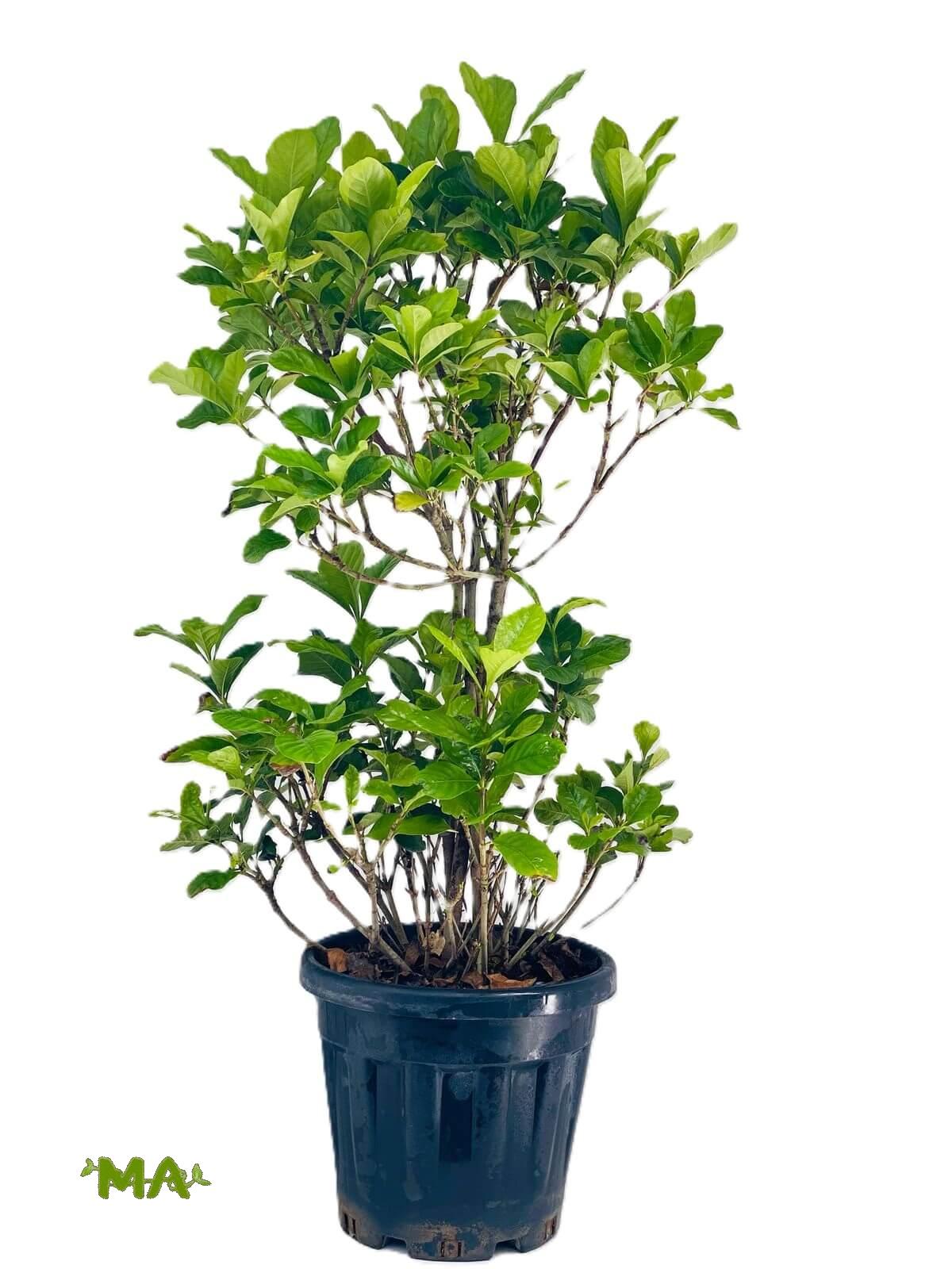 كاردينيا طوبتين