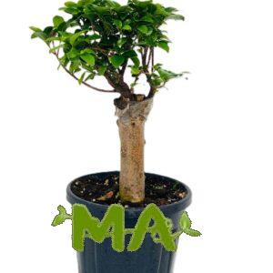 بونساي استاند صغير