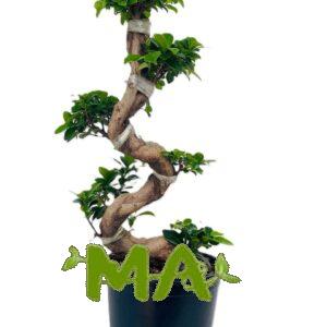 بونساي ملتوي