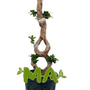 بونساي مشبك