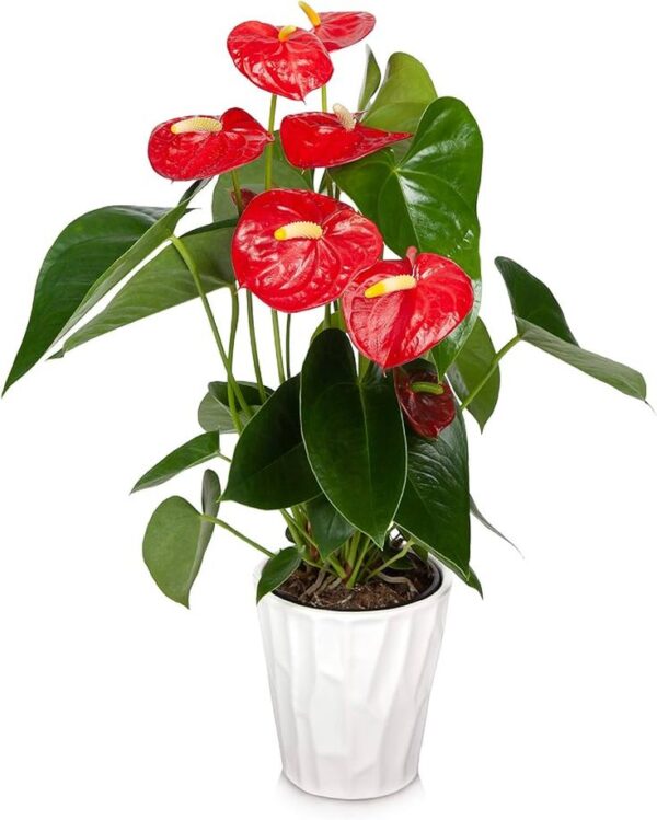 أزاليا (Azalea) - Image 2