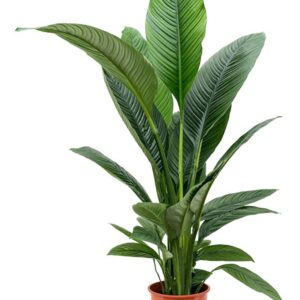 زنبق السلام (Peace Lily - Spathiphyllum)