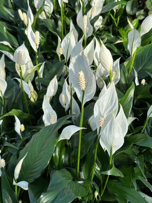 زنبق السلام (Peace Lily - Spathiphyllum) - Image 4