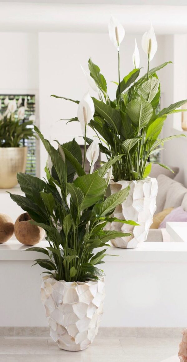 زنبق السلام (Peace Lily - Spathiphyllum) - Image 2