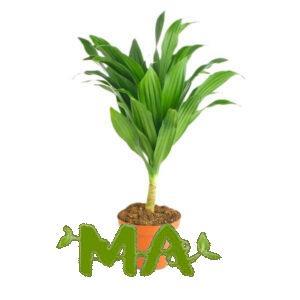 دراسينيا كومبكتا (احادي صغير)