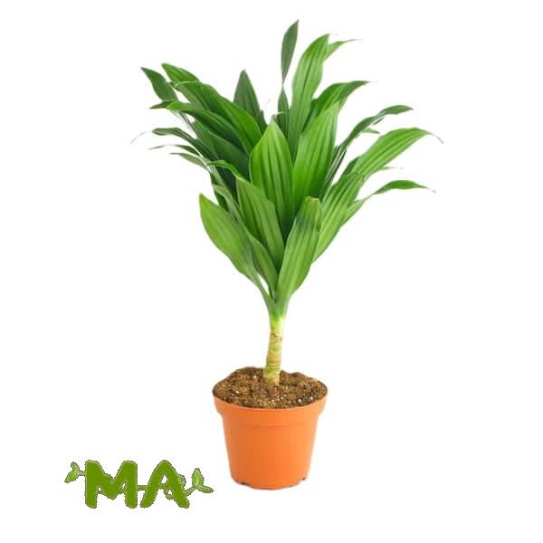 دراسينيا كومبكتا (احادي صغير)