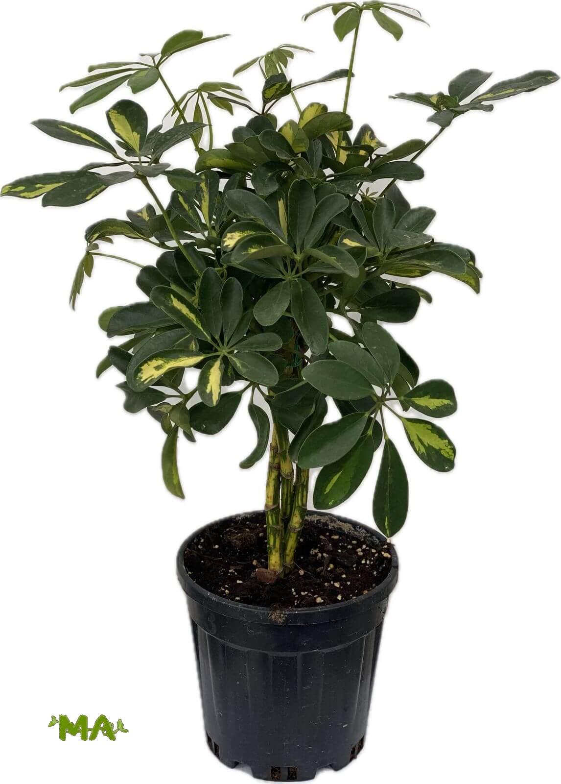 اراليا ظفيرة