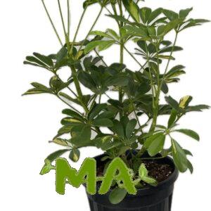 اراليا طوب