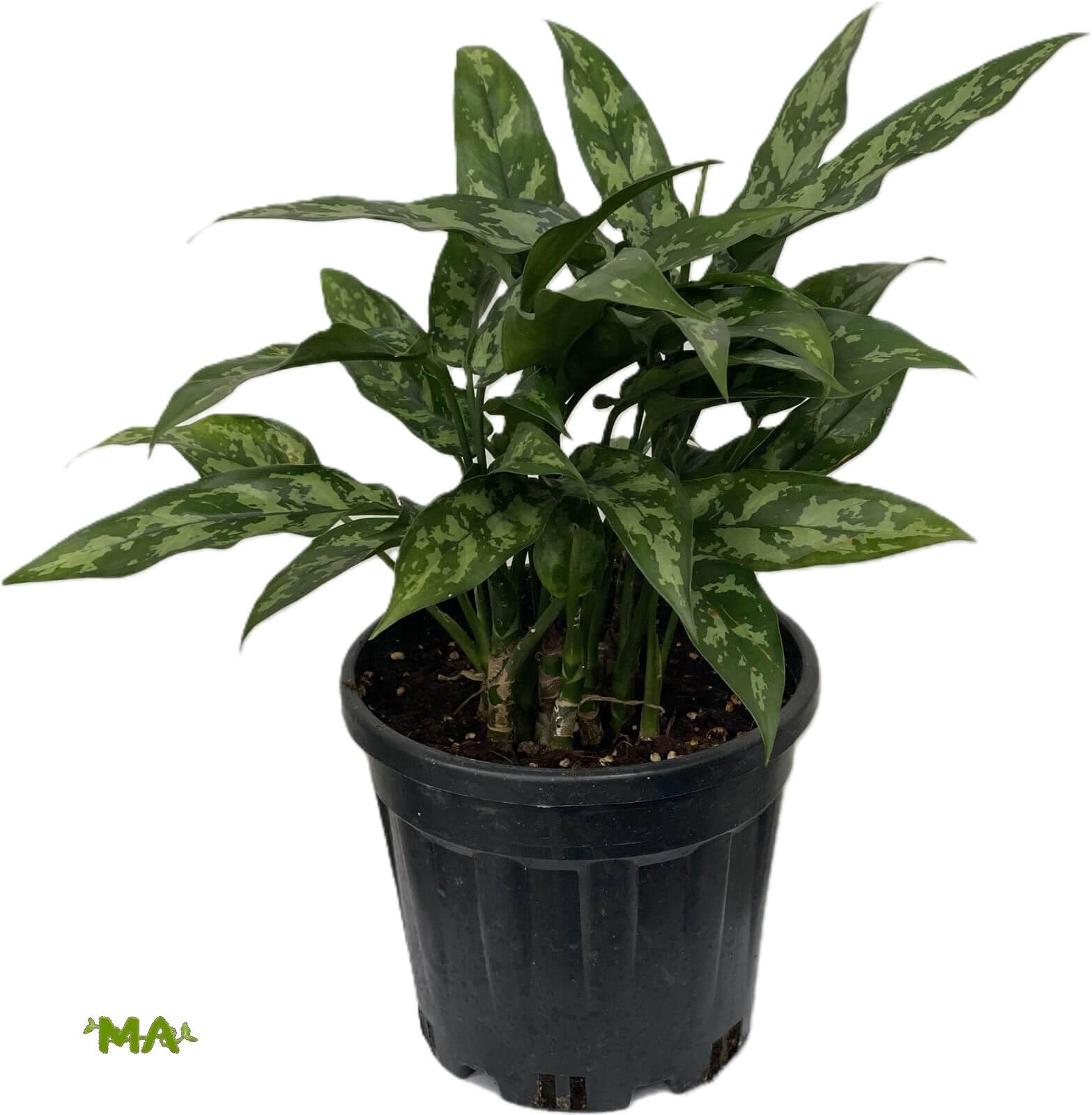 اكلونميا منقط اخضر