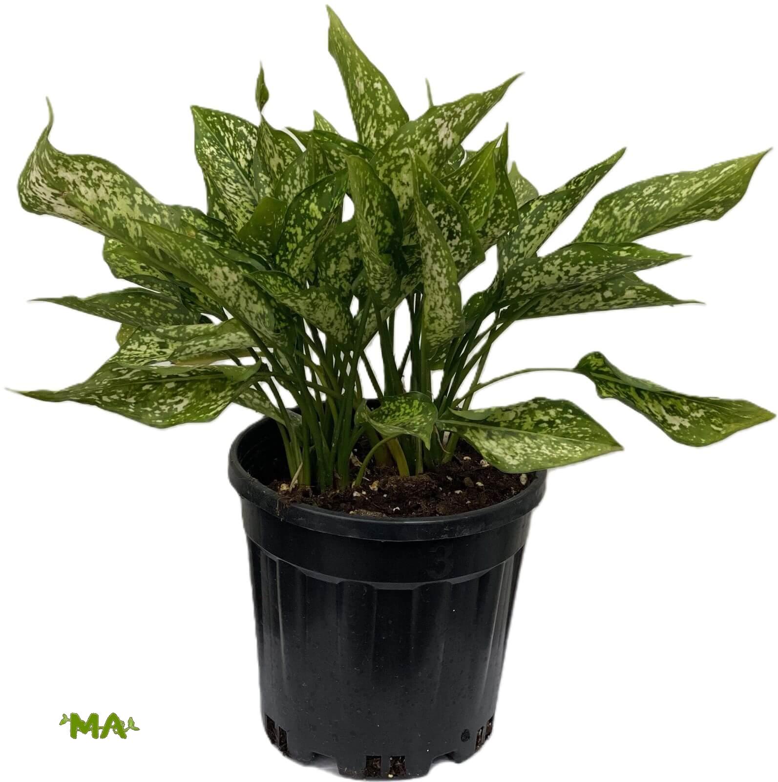 اكلونميا منقط ابيض