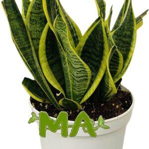 جلد النمر (قزم )