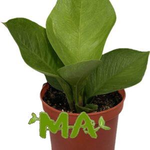 انثريوم جنماني(صغير)