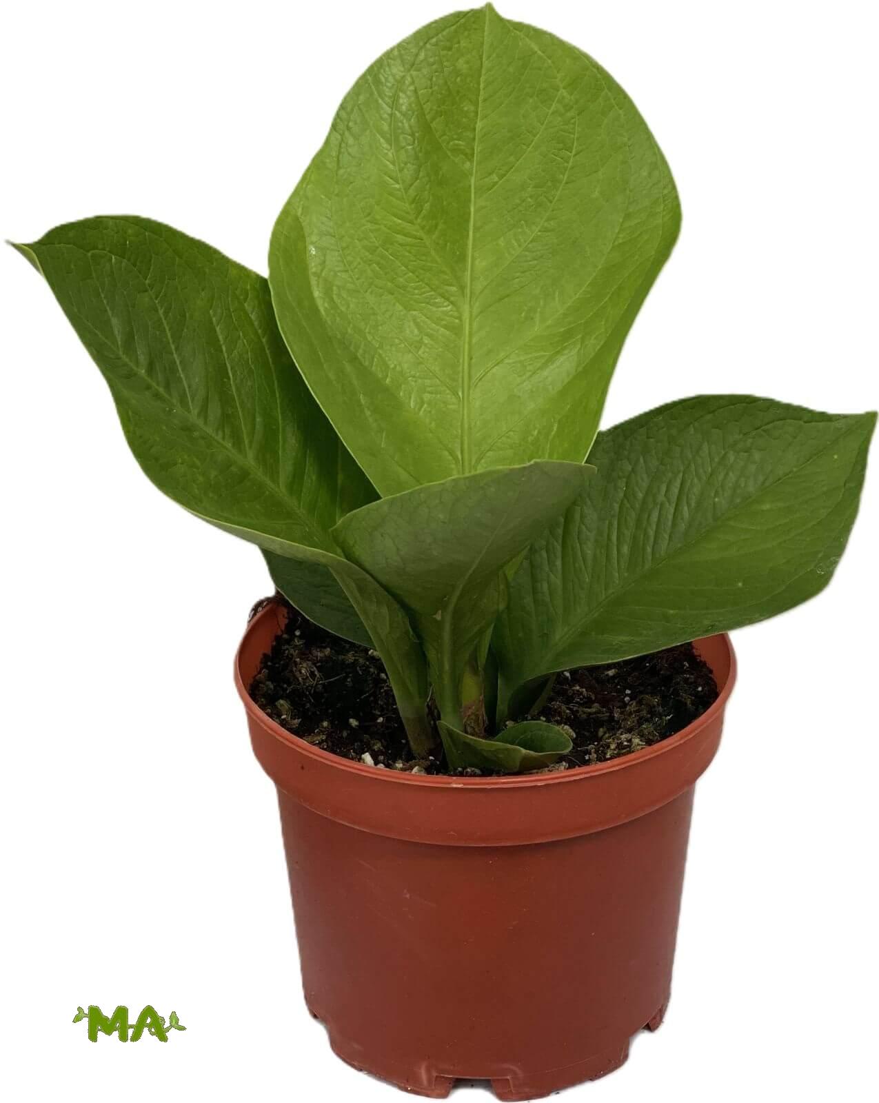 انثريوم جنماني(صغير)