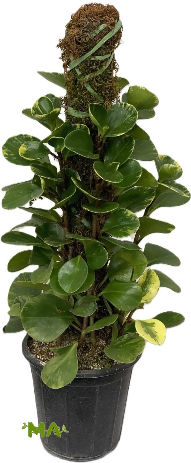 ببروميا عمودي