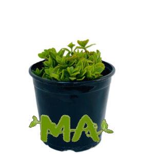 تراجي العروس