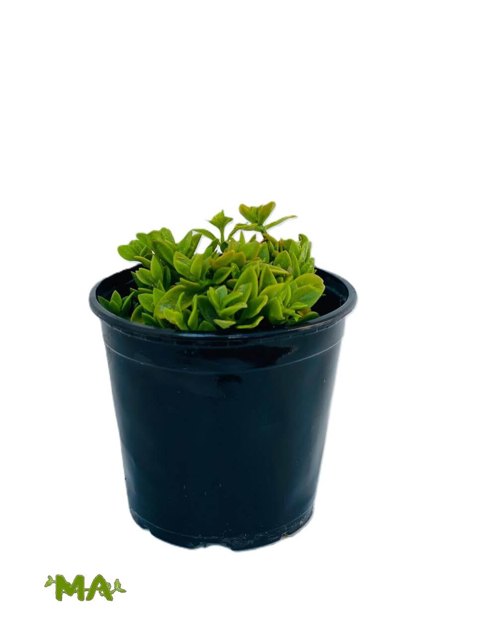 تراجي العروس