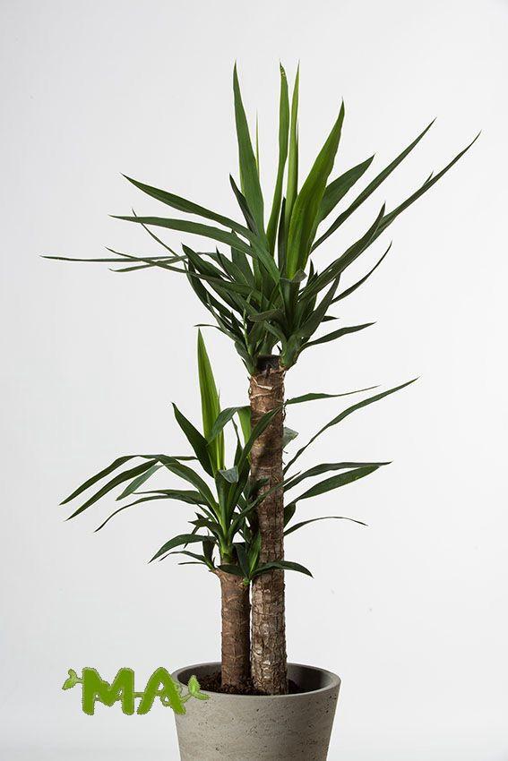 يوكا (ثنائي) - Image 2