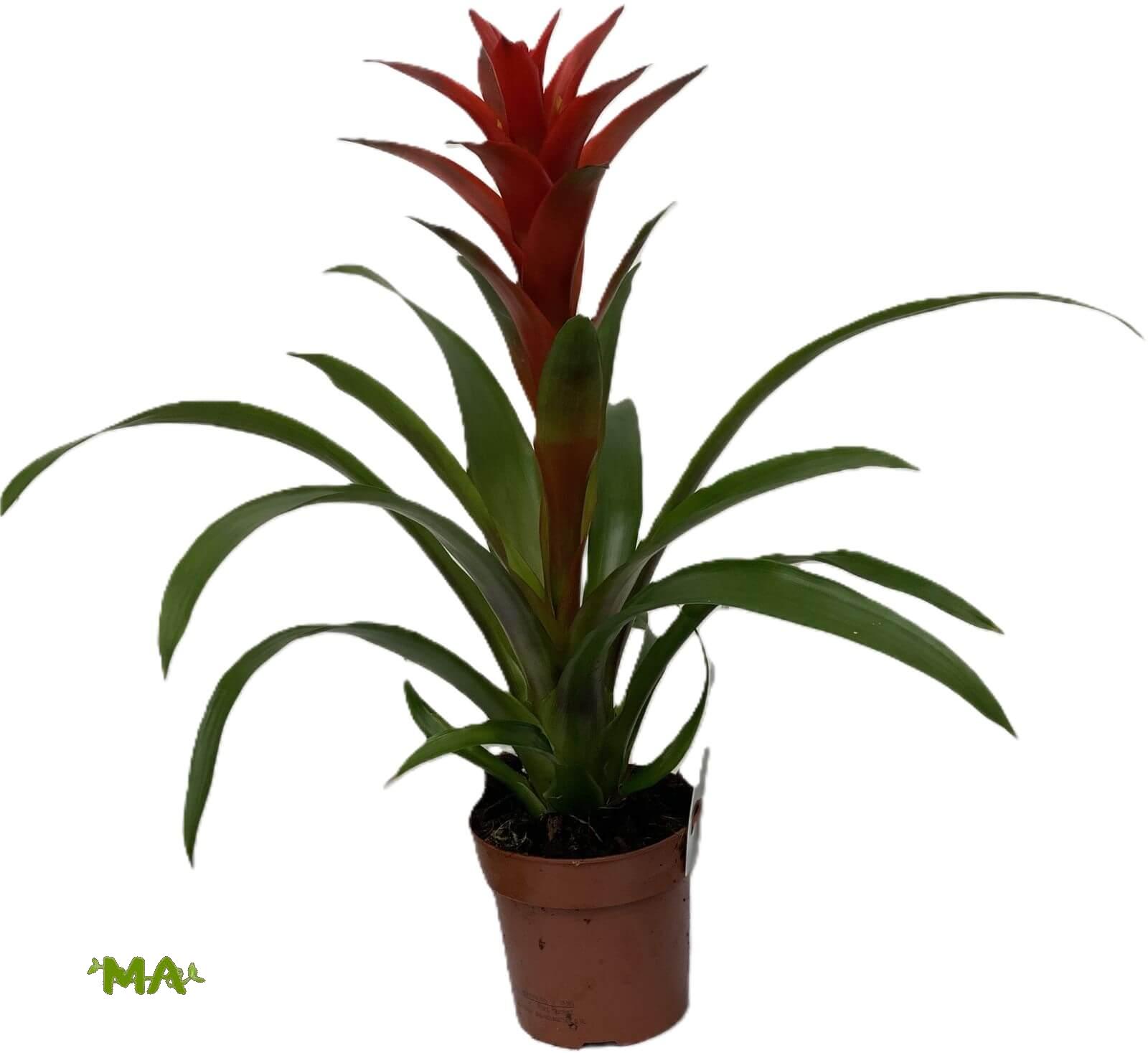 جزمانية (كبير)