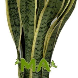 جلد النمر (كبير)