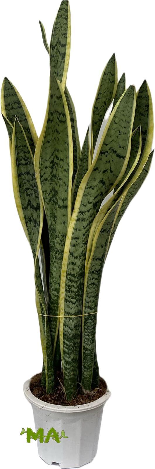 جلد النمر (كبير)