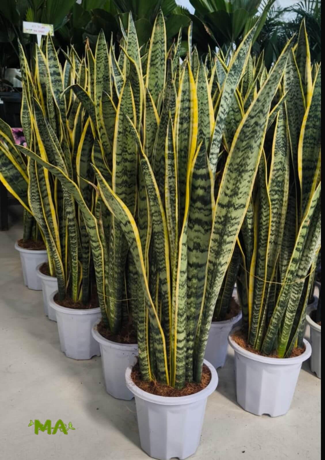 جلد النمر (كبير) - Image 2