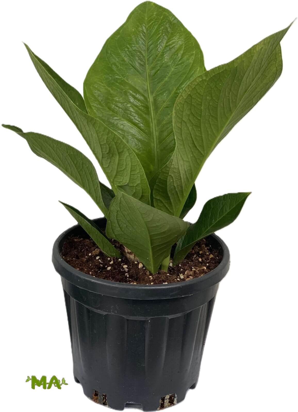 انثريوم جنماني(وسط)