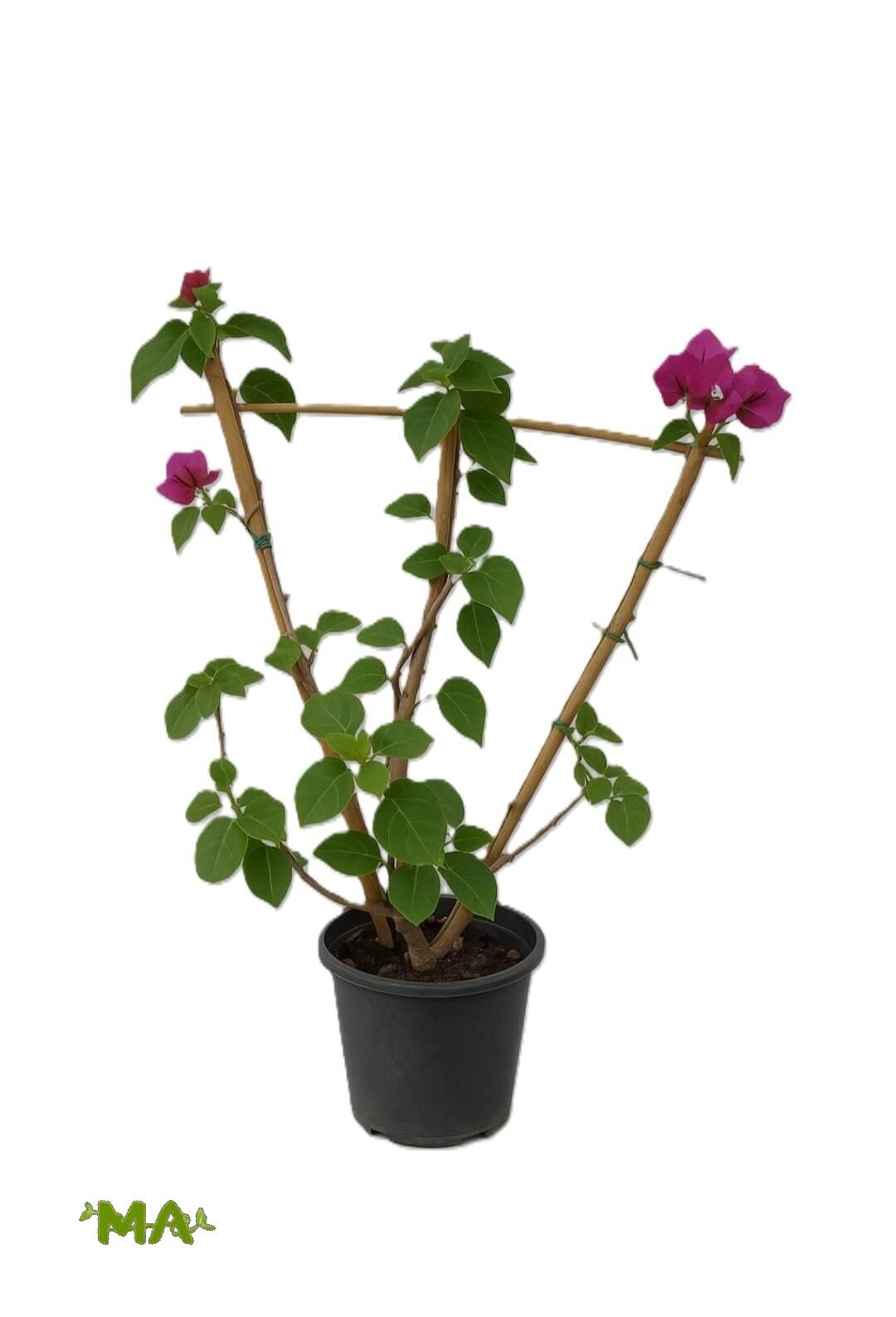 جهنمي(متسلق)